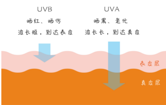 黑光燈對人體會有哪些影響?不同波段紫外線對人體影響 UVA和UVB對皮膚的輻射深度示意圖