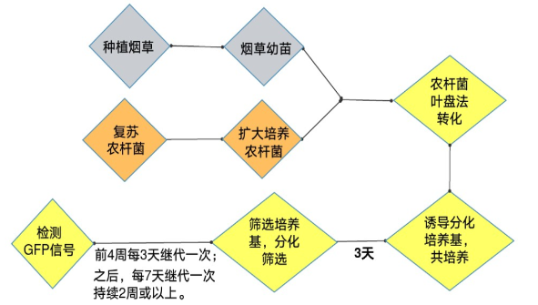 農(nóng)桿菌介導煙草流程