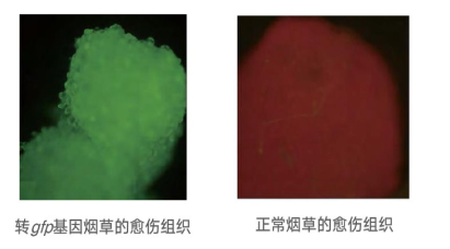 GFP熒光蛋白+激發(fā)光源驗證驗證煙草轉(zhuǎn)基因